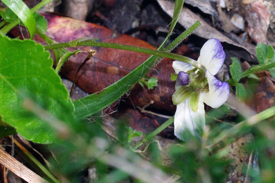 Viola alba ssp. dehnhardtii var. bianca?